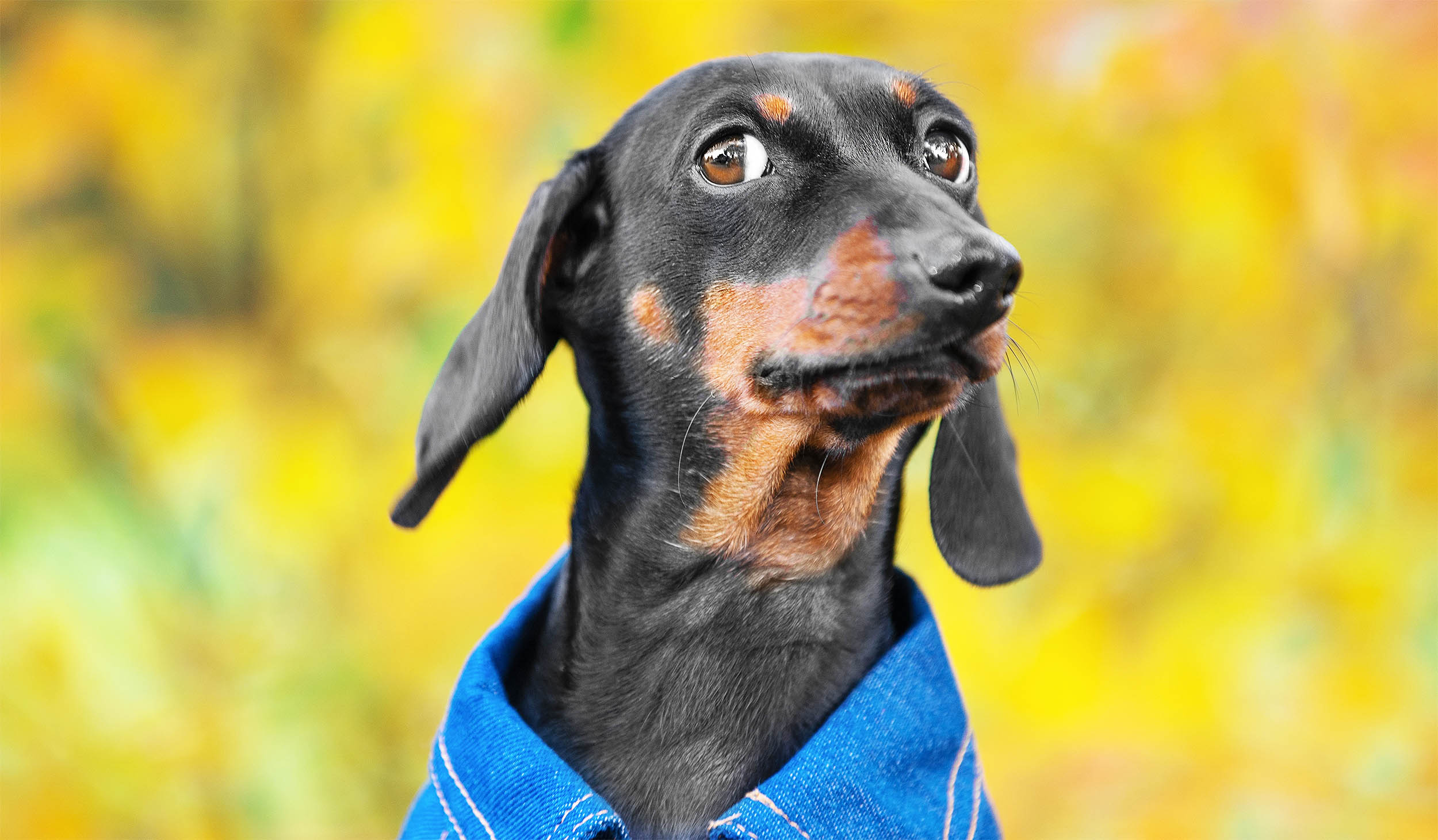 If your dog doesn't like someone, there is a very good reason - Earth.com