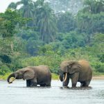 Africa’s forests have flipped from carbon sink to carbon source