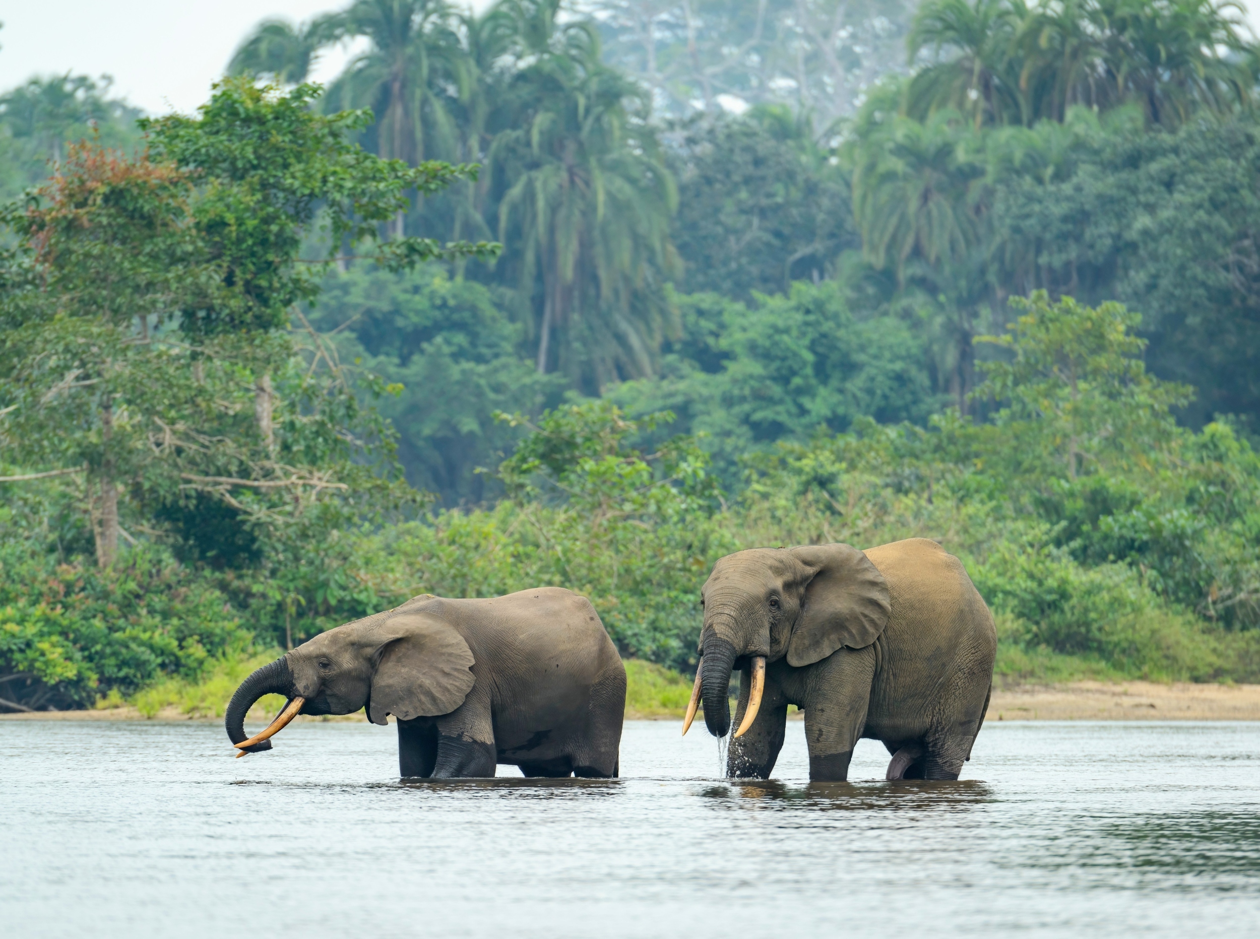 Africa’s forests have flipped from carbon sink to carbon source