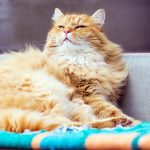 Why some owners believe their pets feel complex emotions like jealousy, pride, and even guilt