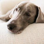 Does CBD have a calming effect on dogs? A new study offers answers
