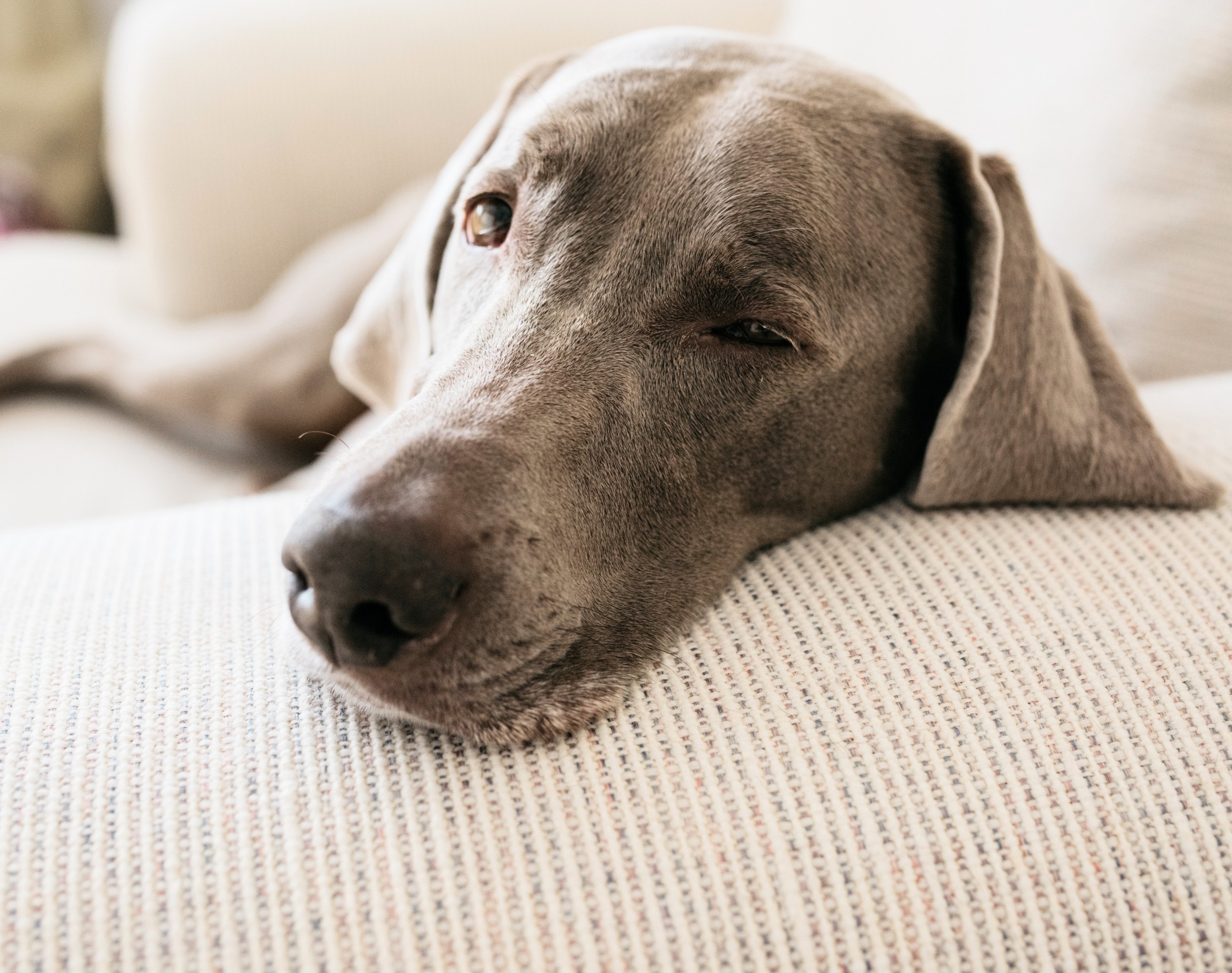 Does CBD have a calming effect on dogs? A new study offers answers