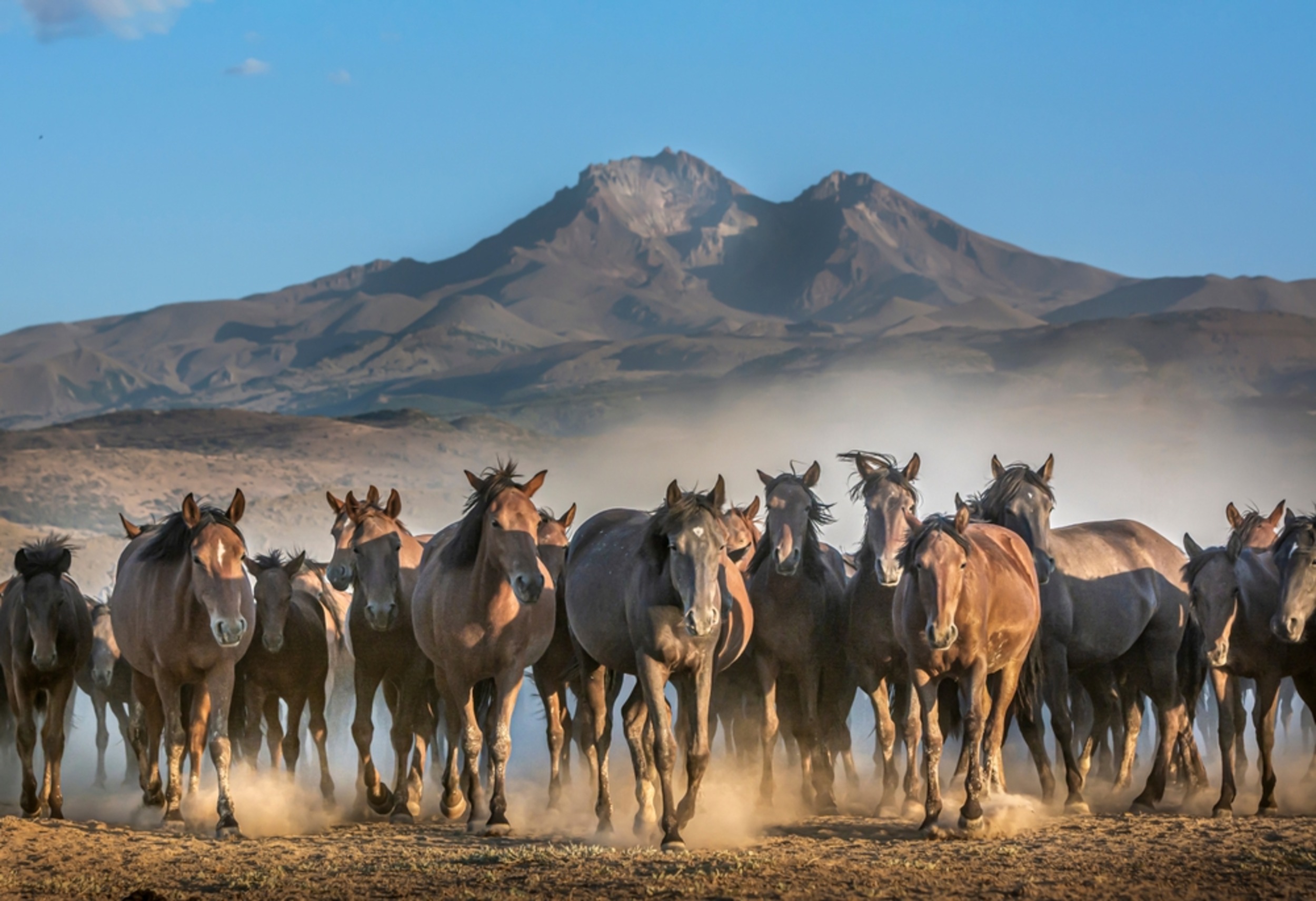 American horse history rewritten