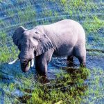 Drones are revealing the secret lives of elephants