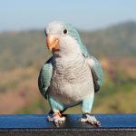 Parakeets don't rush into new friendships - they move cautiously
