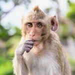 Flexible thinking relies on 'Lego blocks' in the brain