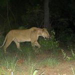 A nursing lioness appears before a camera trap in a Central African park for the first time in six years