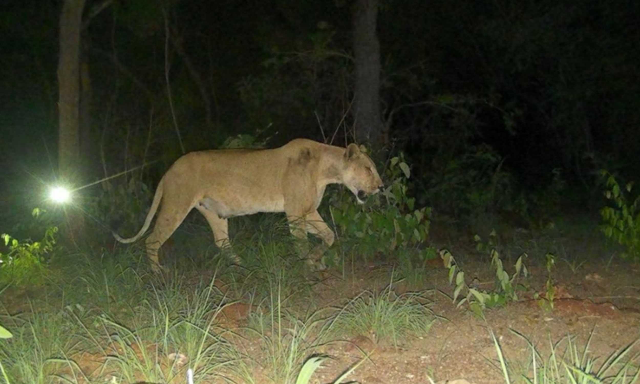 Nursing lioness captured by a camera trap for the first time in six years