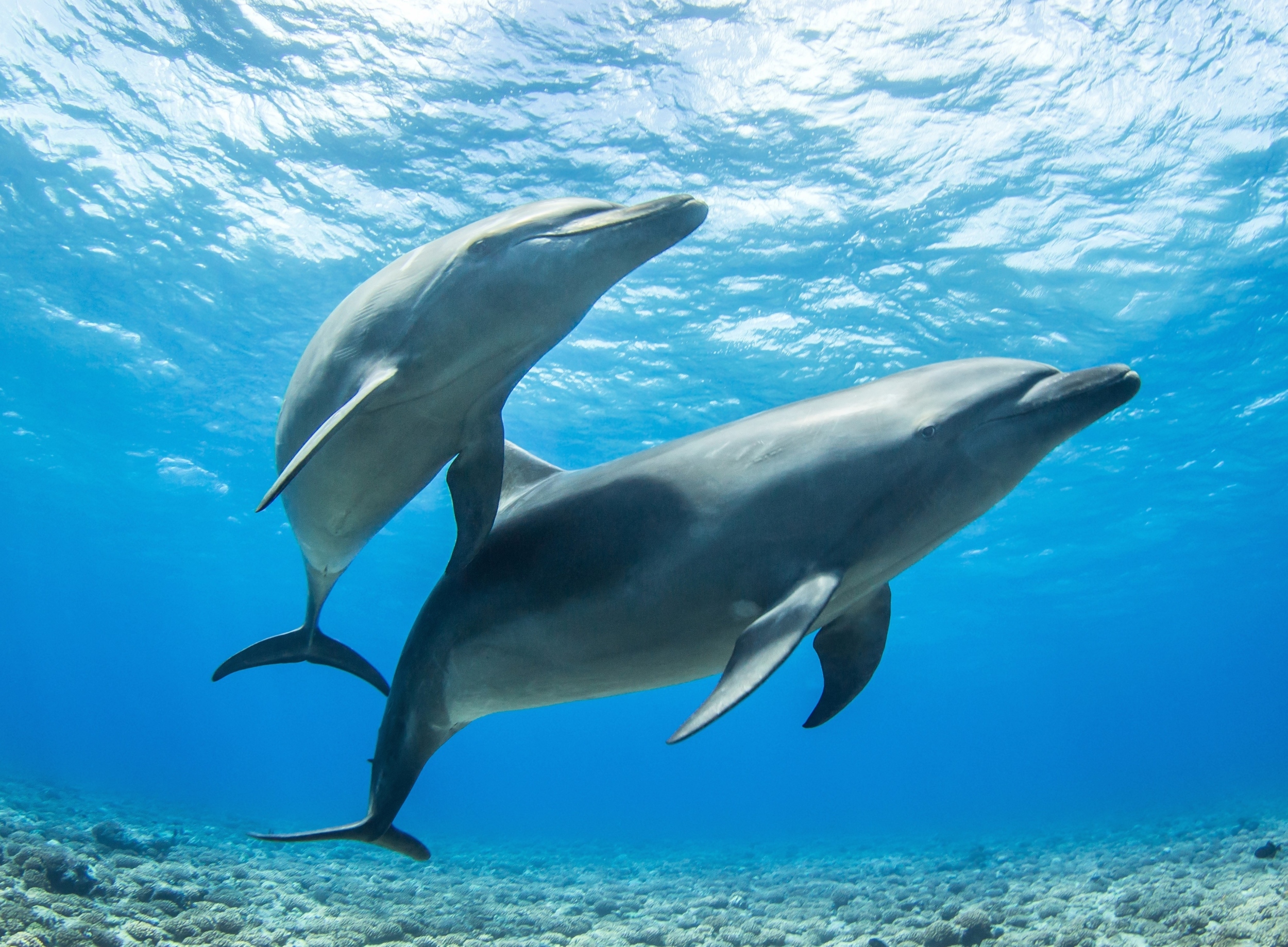 Forever chemicals found at unprecedented levels in marine animals