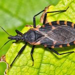 California confirms Chagas disease cases as infections spread from kissing bugs (Trypanosoma cruzi)