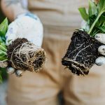 Kitchen waste product, banana peels, outperform chemical fertilizers and makes plants and crops grow taller and stronger