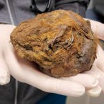 They thought it was a piece of mud... but it turned out to be a perfectly preserved squirrel from 30,000 years ago