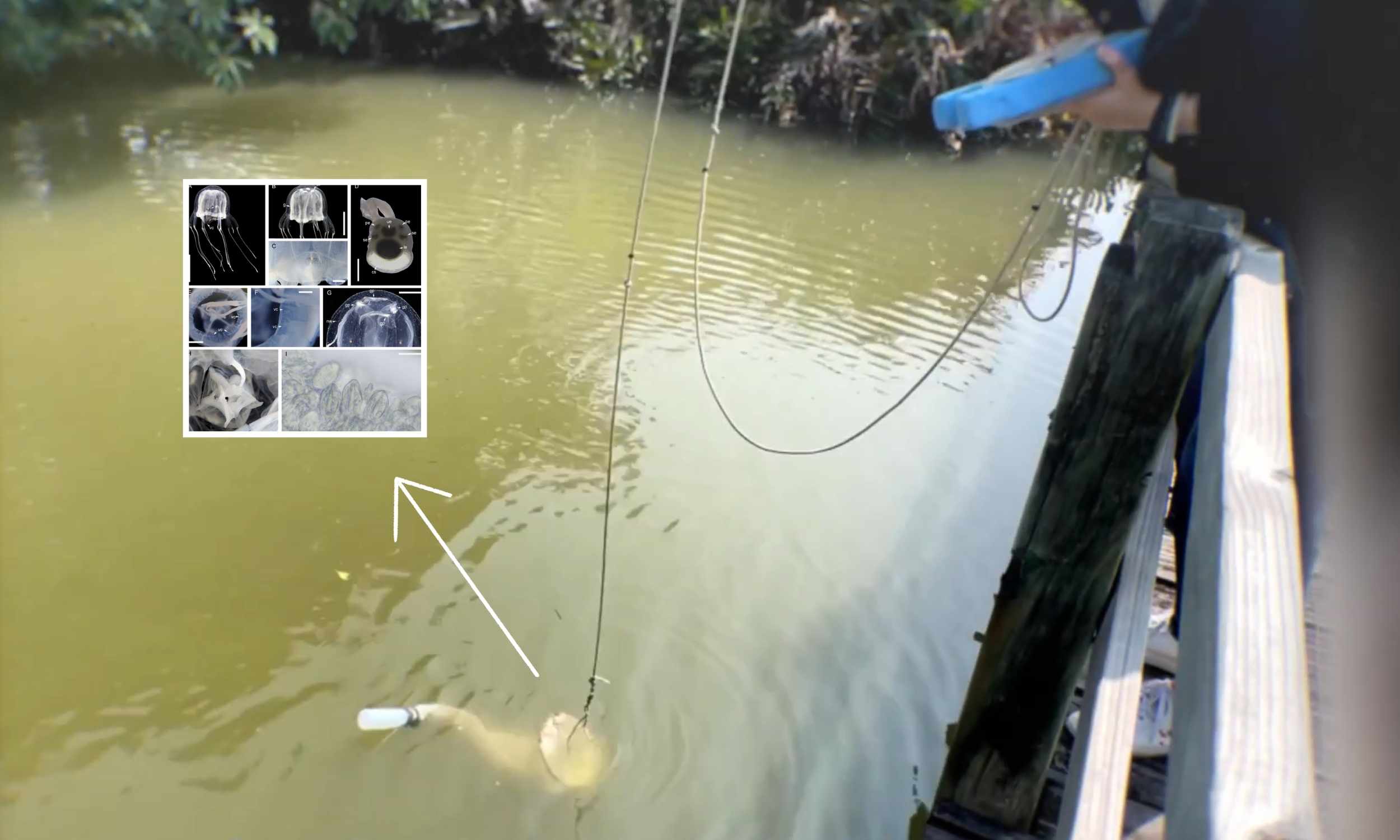 Strange new creature with 24 eyes discovered in a Hong Kong pond