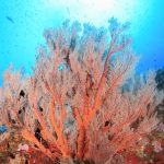 Coral reefs have regulated Earth's climate for millions of years