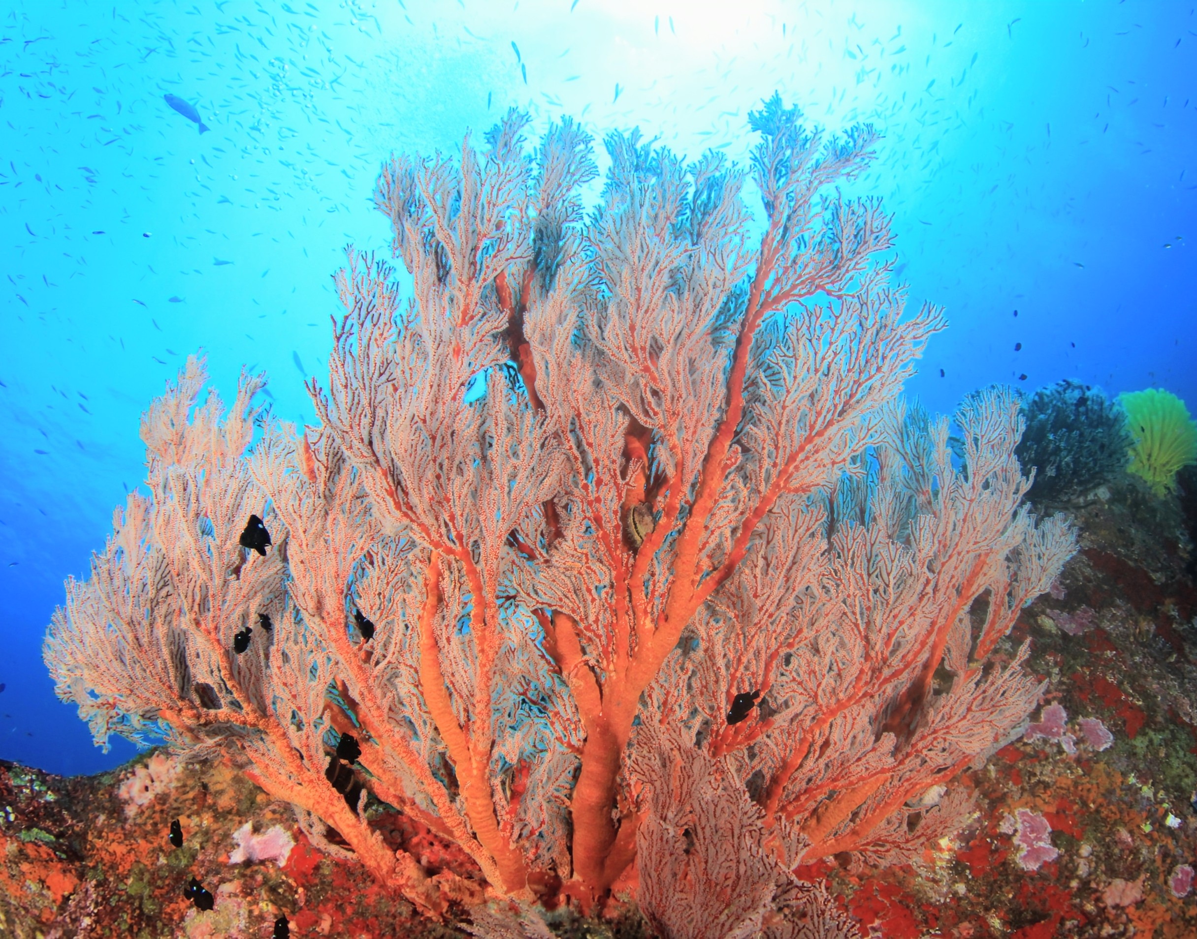 Coral reefs have regulated Earth's climate for millions of years