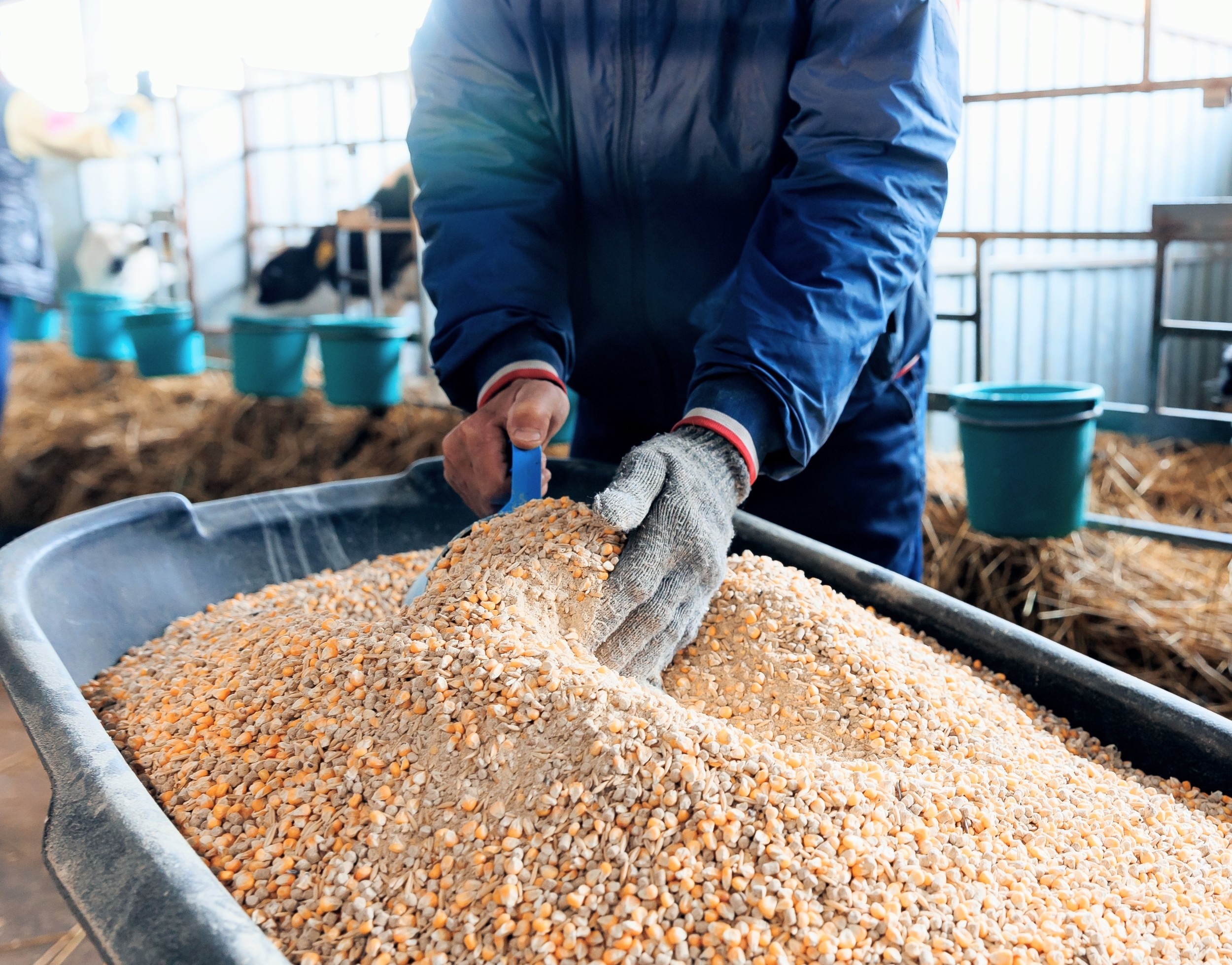 Cattle feed microplastics may contaminate meat and milk