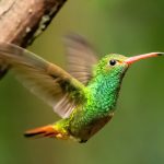 Bird services that keep ecosystems stable are vanishing