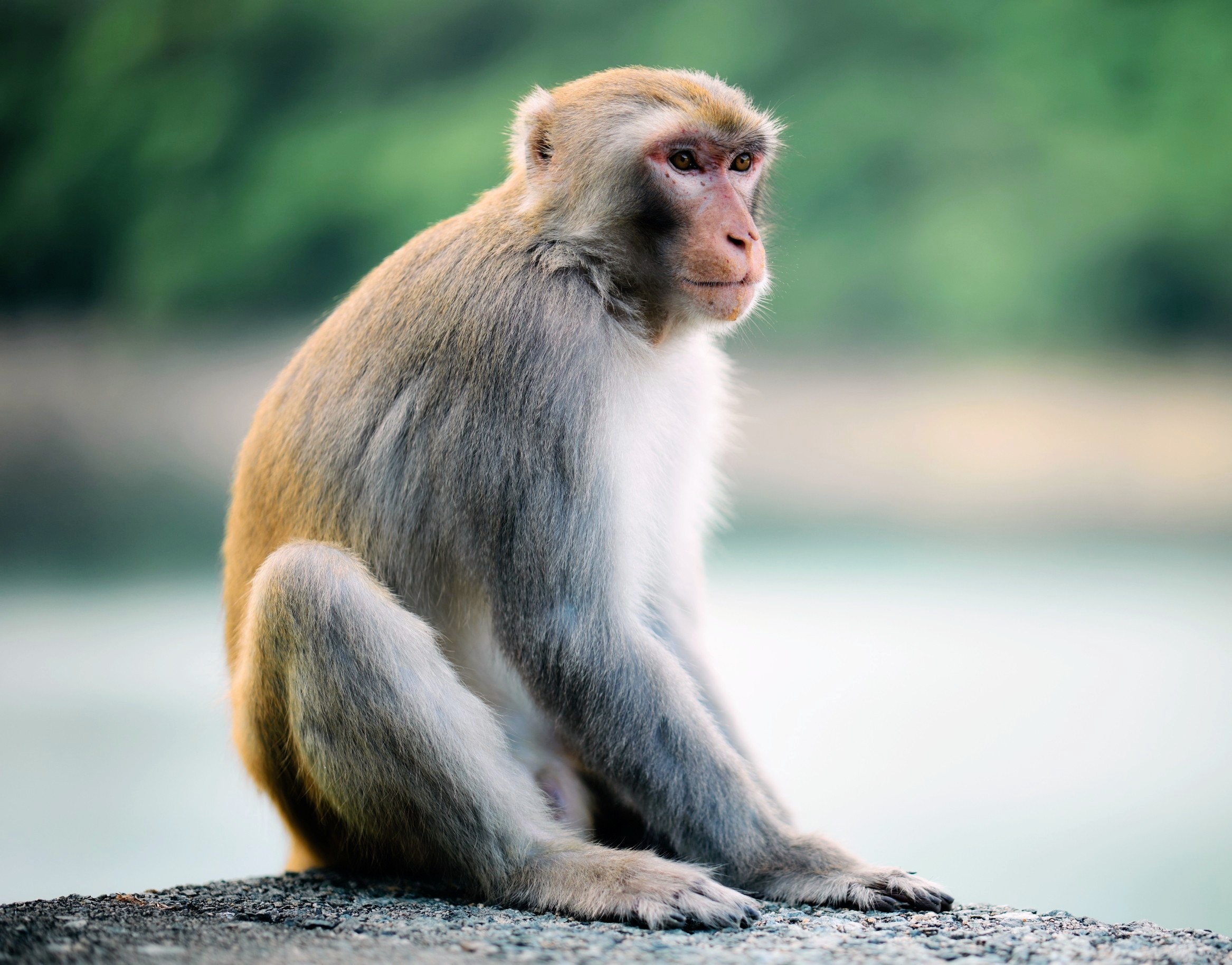 Monkeys that keep the beat: A new twist in musical evolution