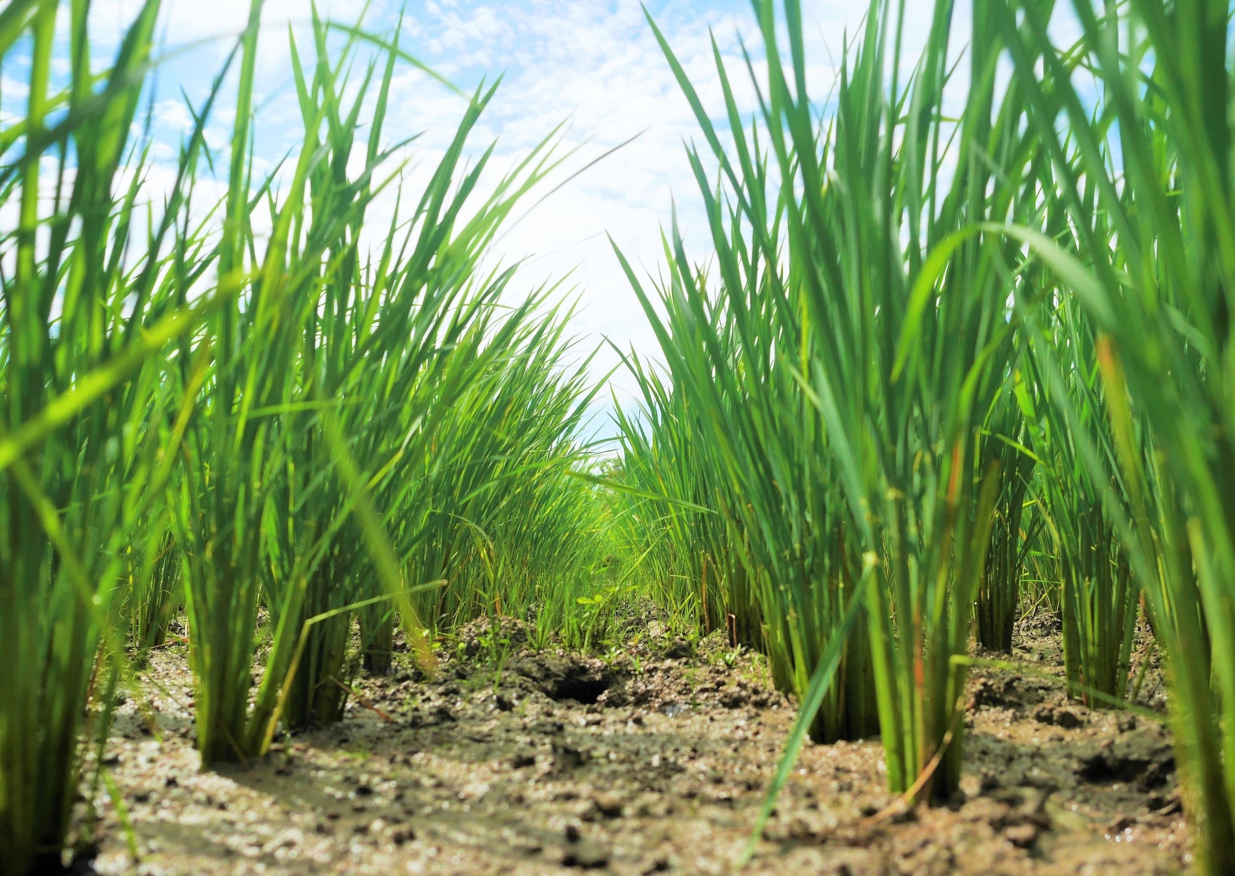 Rice plants toughen their roots to push through hard soil