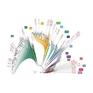 Phylogenomic analysis of 15 concatenated ribosomal proteins expands Asgard archaea diversity. Credit: Nature