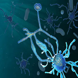 Emerging complexity: Imaging work with Asgard archaea, Candidatus Lokiarchaeum ossiferum, reveals that actin provides the cell with a complex cytoskeleton reminiscent of eukaryotes. Credit: Margot Riggi, The Animation Lab, University of Utah/Eva Fernandez-Caceres