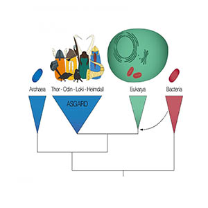 Asgard archaea form a group with the eukaryotes in the tree of life. Credit: Eva Fernandez-Caceres