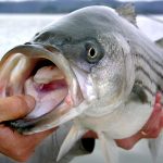 Striped bass are in trouble - and new research reveals the cause