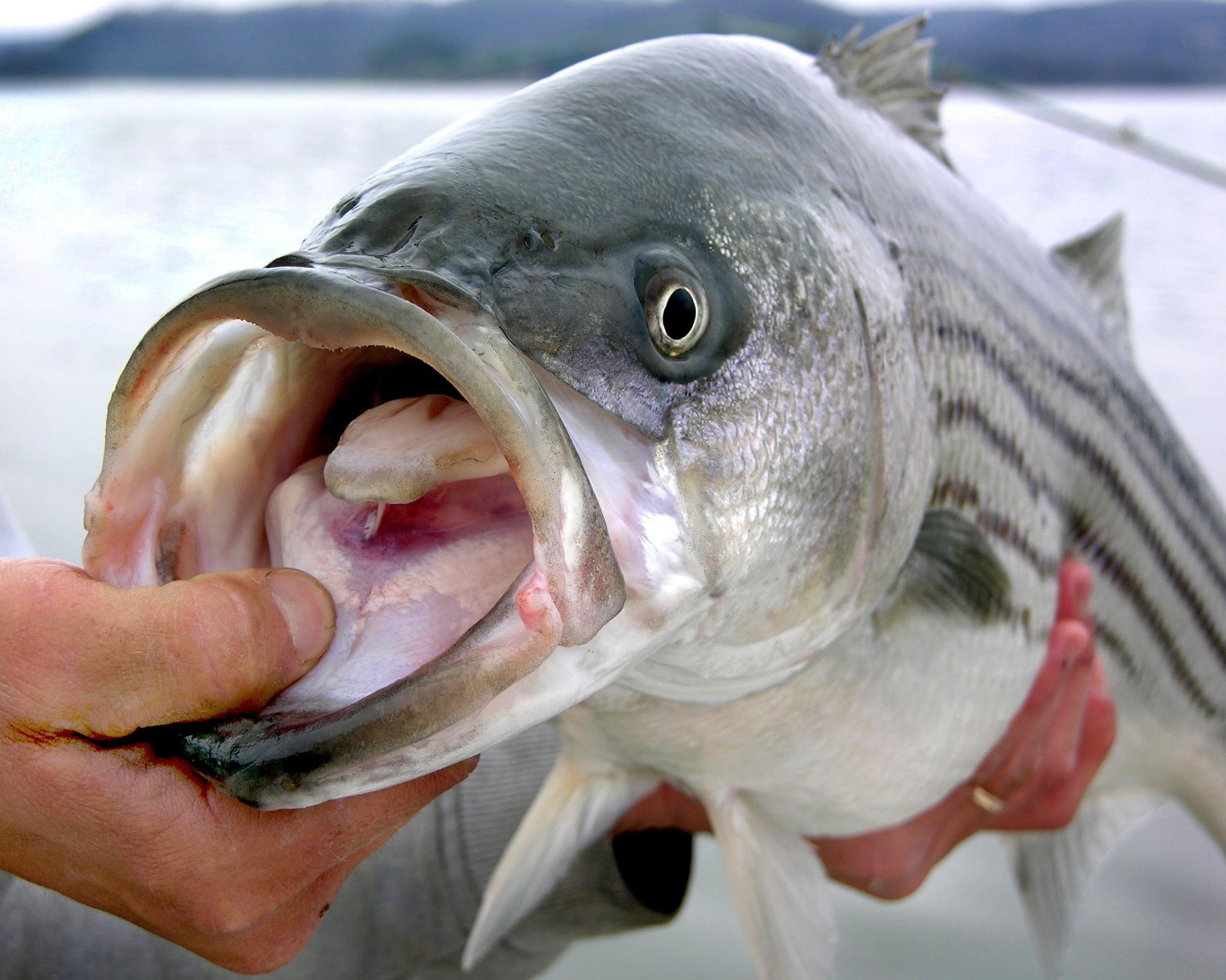 Striped bass are in trouble - and new research reveals the cause