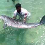 A rare pygmy whale dies in Honduras after swallowing a plastic bag