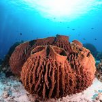 Animals emerged 100 million years earlier than we thought