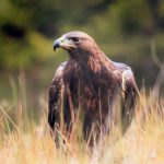 Golden Eagles are quietly vanishing from Nevada