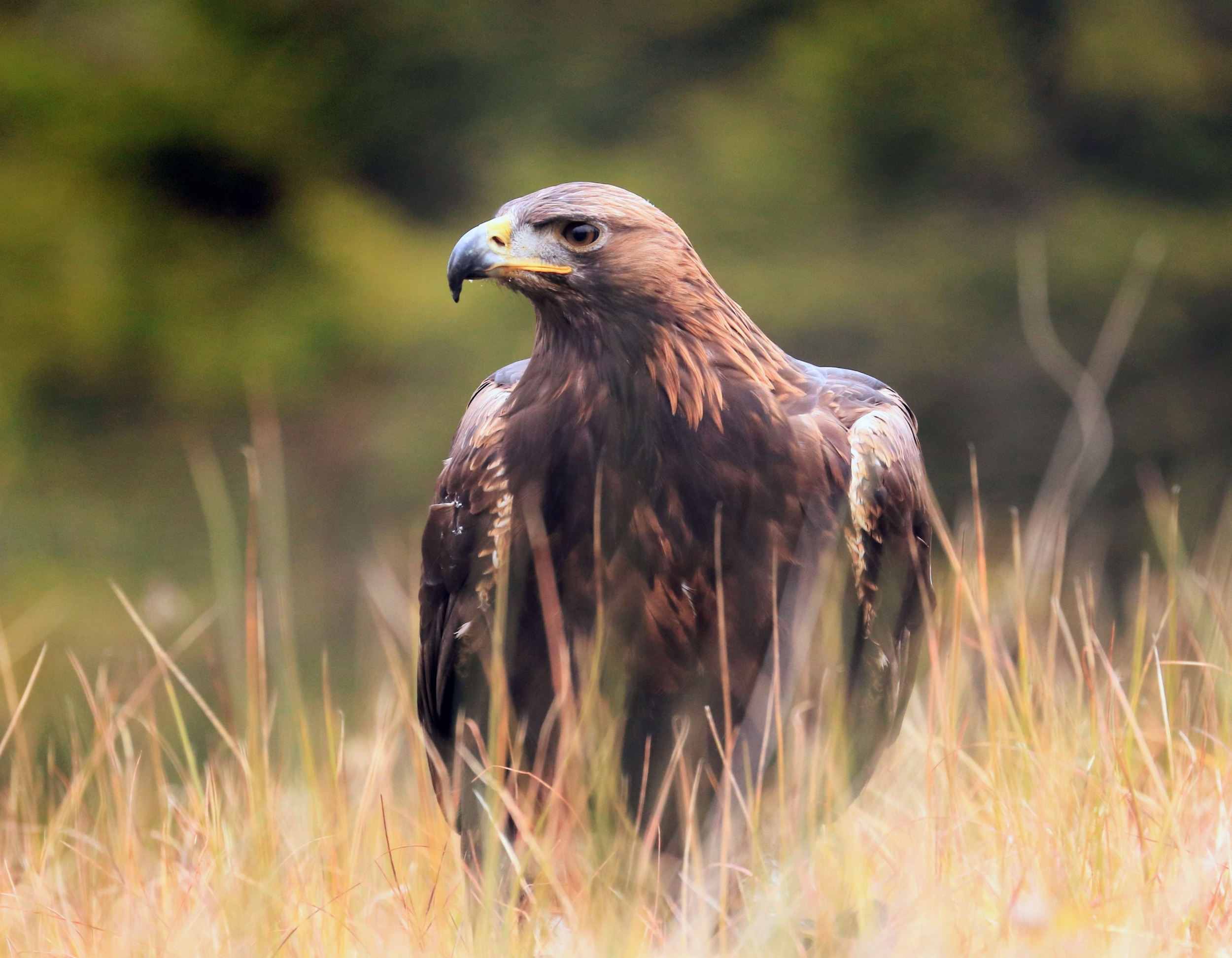 Golden Eagles are quietly vanishing from Nevada