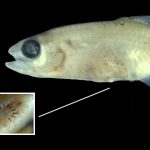 Priocharax rex: fingernail-sized Amazonian fish with a completely unknown organ has been discovered