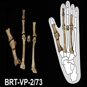 The Burtele foot (left) and the foot embedded in an outline of a gorilla foot. It is now associated with Australopithecus deyiremeda. Credit: Yohannes Haile-Selassie, Arizona State University