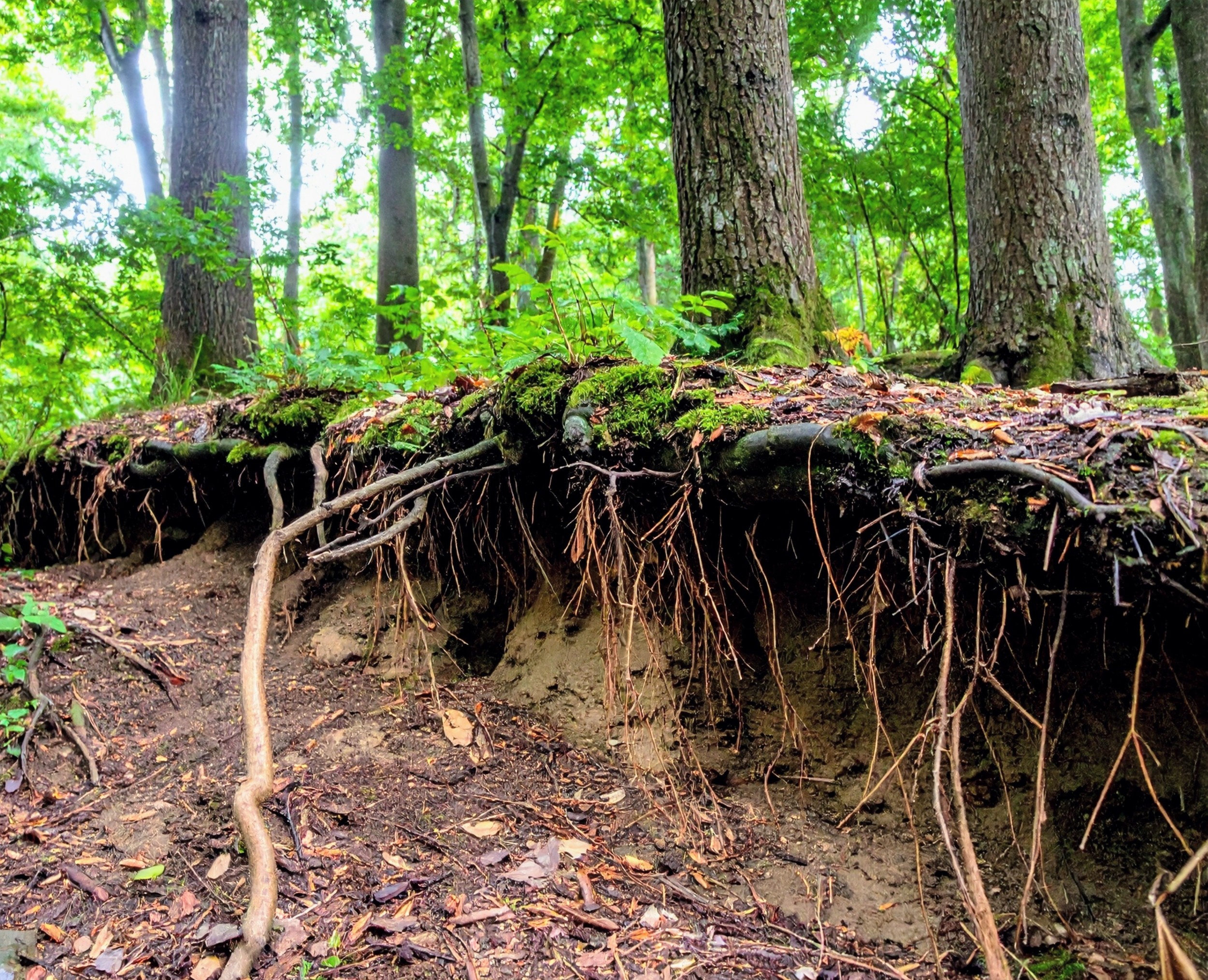 Forest soils release less nitrogen as moisture disappears