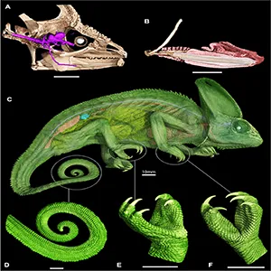 Three-dimensional rendering of the eyes and body of chameleon species Chamaeleo calyptratus Chamaeleonidae. (A) Skull with brain and optic nerve in situ; (B) Retracted tongue with hyoid apparatus; (C) Lateral view of a whole specimen showing the spinal cord, parts of the circulatory and urogenital system; (D) Distal portion of the prehensile tail; (E) Right foot; (F) Right hand. Credit: Scientific Reports