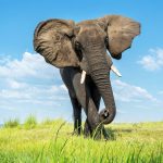 How bees could help farmers live safely with elephants