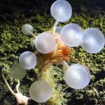 Killer sea sponge, unlike anything seen to date, Carnivorous cladorhizid, traps and devours live animals