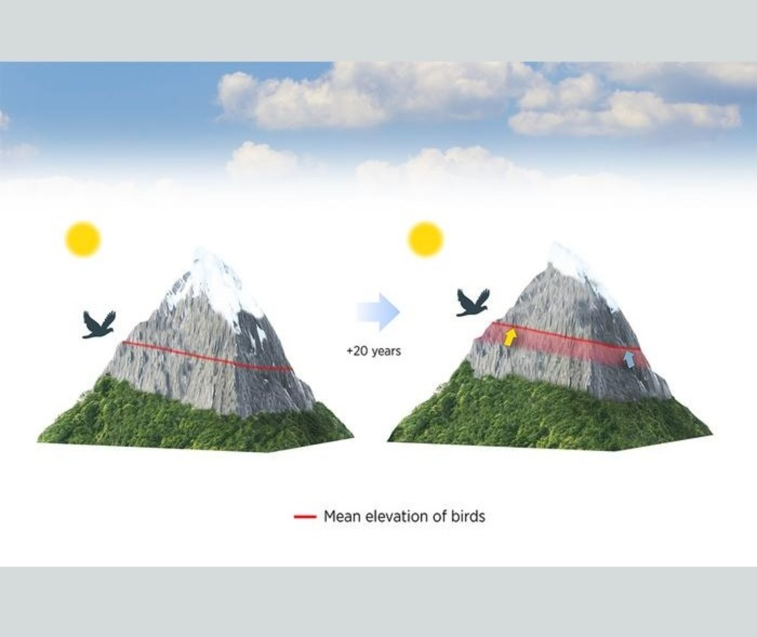 Mountain birds are climbing higher every year to escape warming