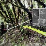 A new species of metallic beetle, Konradus trescrucensis, the size of a fingernail, adapted to extreme cold, has been discovered