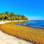 Sargassum is exploding on beaches but vanishing where it matters