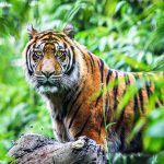 Biologists release new findings on critically endangered Sumatran tigers