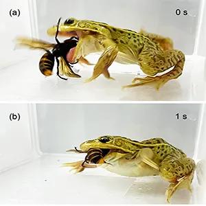 Temporal sequence of a pond frog Pelophylax nigromaculatus attacking a Vespa mandarinia worker. (a) 0 s; (b) 1 s; (c) 2 s; (d) 7 s. Close-up views of the hornet's stinger embedded in the frog's mouth are shown in the circular insets in (c) and (d). Arrows indicate the hornet's stinger. The frog successfully consumed the hornet despite being stung repeatedly. Photo credit: Shinji Sugiura