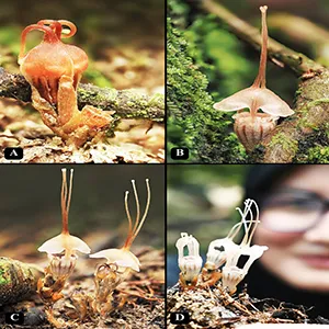 Thismia selangorensis in its natural habitat. A. Young flower that is not yet fully developed (uncollected plant); B. Mature flower living just beside the roots of a tree buttress (uncollected plant); C. A clump of T. selangorensis at different stages in its natural habitat; D. A clump of flowers showing a different stage of mitre. Photos by Gim Siew (A–C) and Mohd Faizal (D). Credit: PhotoKeys