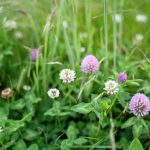 Mixed grasslands grow more food with less fertilizer