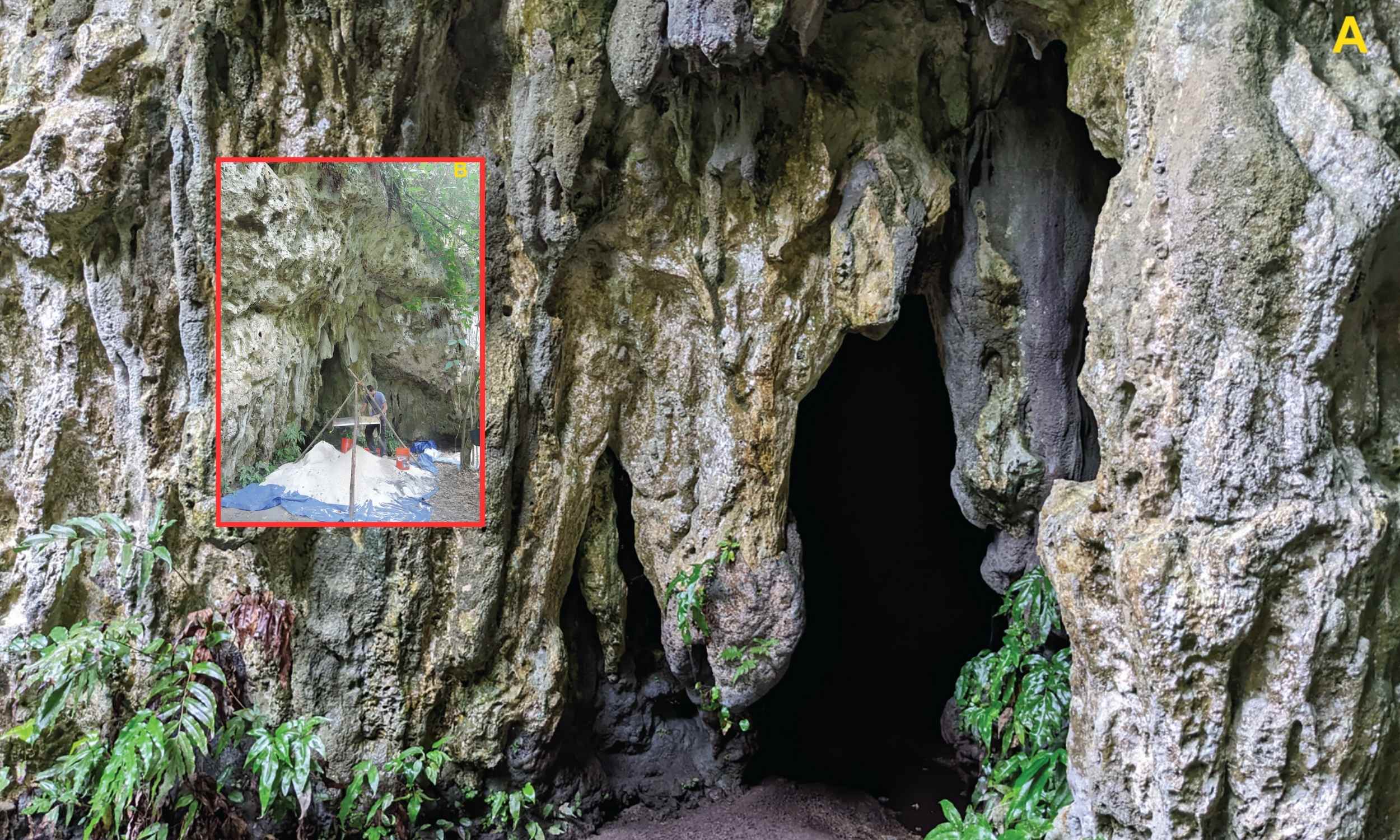 Humans transported rice thousands of miles across the sea over 3,500 years ago