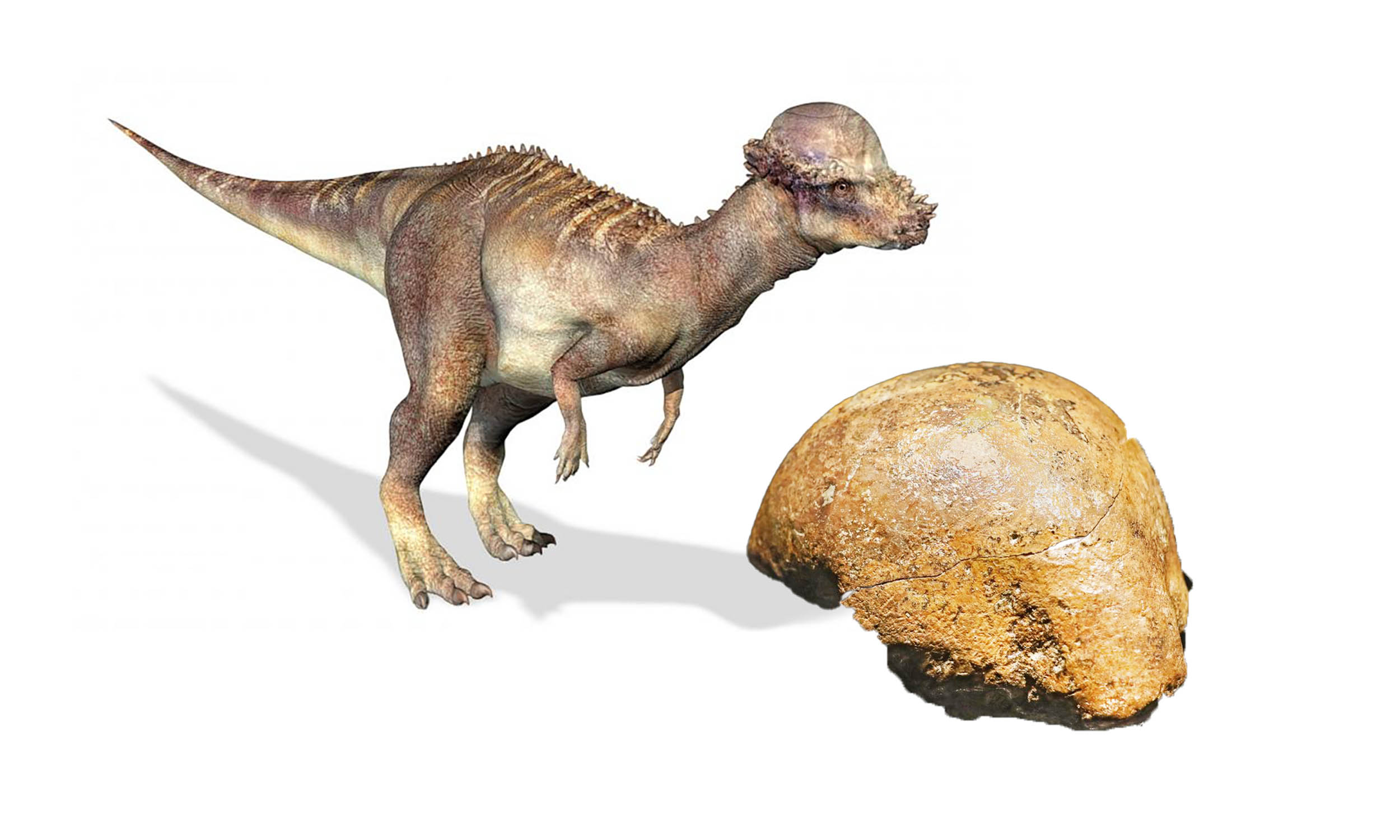 Scientists discover a huge new dinosaur species that once roamed the US