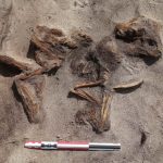 The burial of a Viking woman alongside her dog in a ship has been discovered