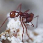 Ancient fungus predates its ant partners by 18 million years