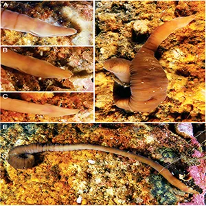 Live images of Pararosa vigarae sp. nov. (A) Dorso-lateral view of head, showing cephalic slits; (B) anterior end, dorso-lateral view, showing detail of head tip; (C) ventral view of head, the mouth appears as a whitish middle line just behind the cephalic slits; (D) complete specimen with contracted body, showing epidermal rings; (E) dorsal view of complete specimen in a relaxed state, showing epidermal rings. Credit: Royal Society Open Science
